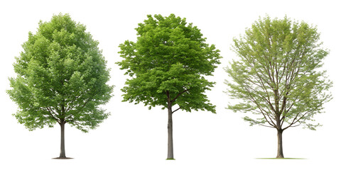 Set of Real Beech Trees on White Background for Organic and Fresh Decor, PNG Transparent