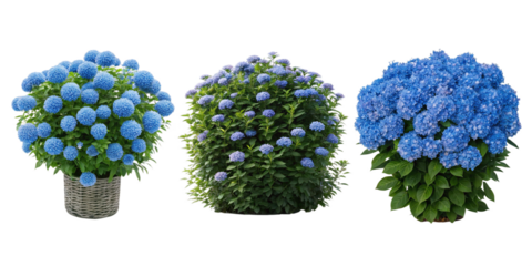 Set of Real Blue Flower Bushes with Colorful Flowers for Floral Display, PNG Transparent