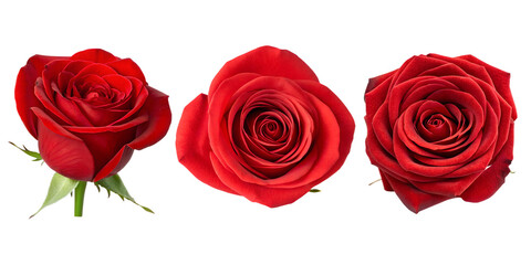 Red Rose Bloom on White Background for Elegant Floral Designs, PNG Transparent