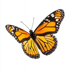 Obraz premium Close-Up View of a Vibrant Monarch Butterfly With Striking Orange and Black Patterns