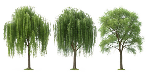 Willow Tree Plant Green View on White for Natural and Fresh Garden Decor, PNG Transparent