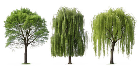 Willow Tree Plant with Green Leaves for Lush Garden and Nature Decor, PNG Transparent