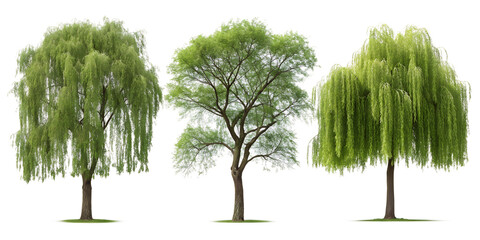 Fresh Willow Tree Plant Green View on White Background for Natural Aesthetic, PNG Transparent