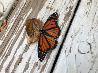 Monarch butterfly on wood 