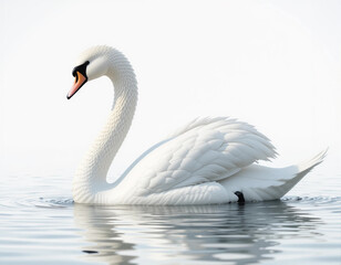 Graceful Elegance Swan
