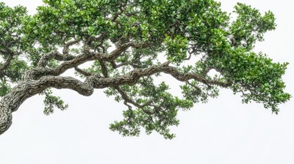 Fototapeta premium Lush green tree branch, isolated on white, nature background, design element