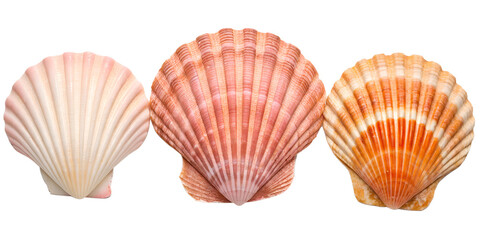 Conch Shell on White Background for Elegant Beach and Coastal Decor Ideas, PNG Transparent