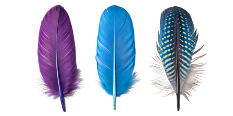 Feathers - One Purple and the Other Green for Unique Natural Decor Elements, PNG Transparent