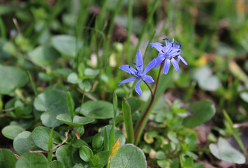 first spring flowers