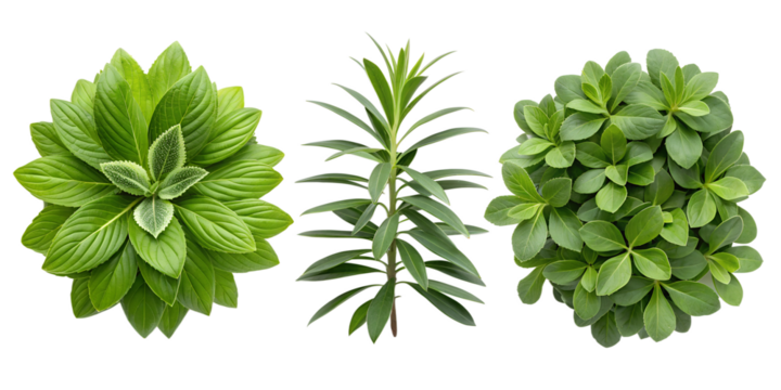 Lush Green Foliage Plant with Top View for Fresh and Nature-Inspired Home Decor, PNG Transparent