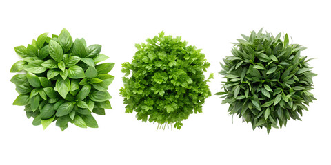 Obraz premium Lush Green Foliage Set from Top View for Nature-Inspired Home and Garden Styling, PNG Transparent