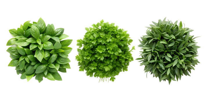 Lush Green Foliage Set from Top View for Nature-Inspired Home and Garden Styling, PNG Transparent