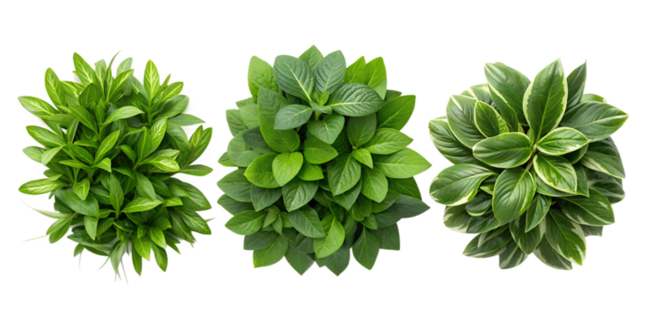 Lush Green Foliage Set from Above for Natural Plant and Organic Home Decor Ideas, PNG Transparent - Powered by Adobe