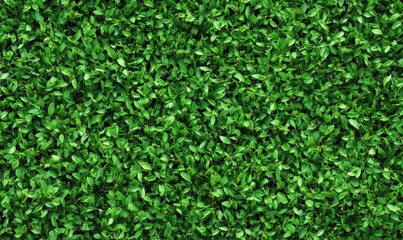 Lush green foliage covering a surface, creating a vibrant natural backdrop for various uses