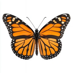 Fototapeta premium Monarch Butterfly in Vivid Orange and Black Displaying Intricate Wing Patterns
