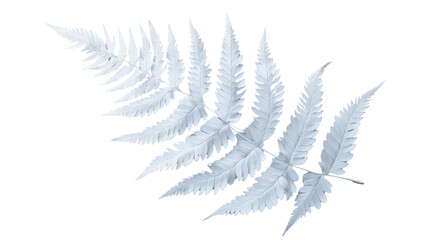 White silver fern leaf with transparent background for easy editing