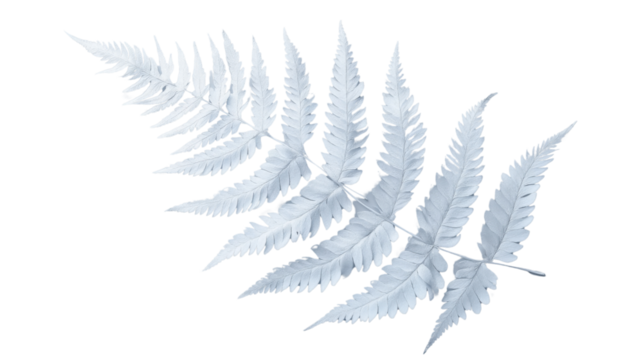 White silver fern leaf with transparent background for easy editing