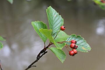 Climbing wild rose hips in autumn with the North Branch of the Chicago River in the background at Miami Wood in Morton Grove, Illinois