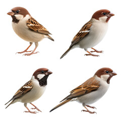 Fototapeta premium Four different sparrows showcasing unique poses and expressions. transparent background