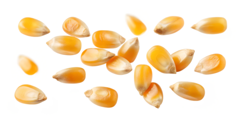 Floating Corn Seeds on White for Fun and Dynamic Agricultural Illustrations, PNG Transparent