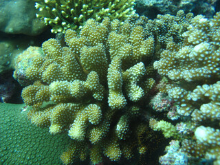 coral reef 