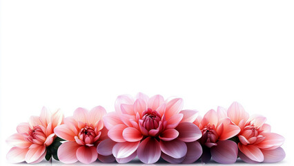 Fototapeta premium Soft Gradient Dahlia Flowers on White Background