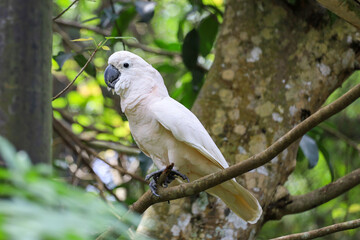 The moluccan cockatoo bird is beautiful animal in garden