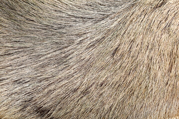 Close up skin The Capybara giant rat for animl texture