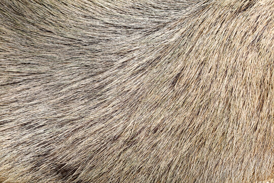 Close up skin The Capybara giant rat for animl texture