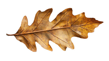 Naklejka premium Dried oak leaf isolated on transparent background showing autumn colors