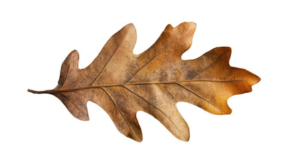 Obraz premium Dried oak leaf showing autumn colors on transparent background