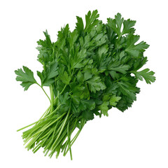 Freshly picked bunch of vibrant green parsley ready for culinary use. transparent background