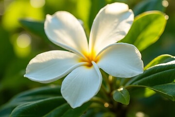 Closeup of a Beautiful White Plumeria Flower in Sunlight