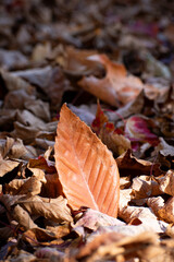Autumn leaves on full display