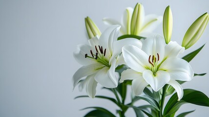 Fototapeta premium Delicate White Lilies Blooming on Plain Background with Serene Floral Arrangement