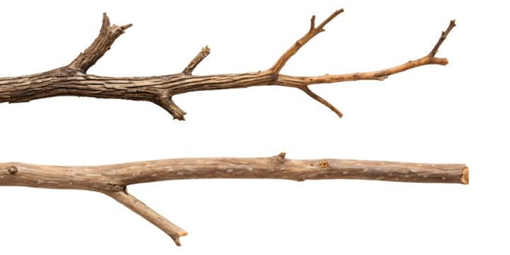 Dry Branch of Tree in Two Styles on White, PNG Transparent