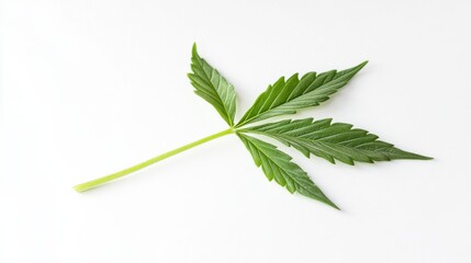Single Green Leaf Display on White Background Ideal for Stock Images