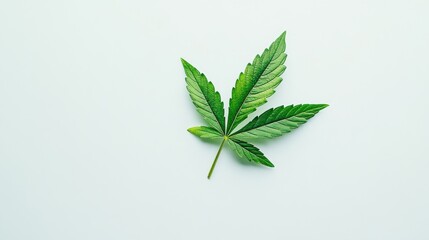 Green Leaf Isolated on Light Background with Natural Texture