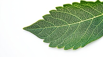 Detailed Close-up of Green Leaf with Intricate Vein Patterns