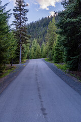 Obraz premium Road in the forest in cloudy day in summer trees with green foliage landscape with empty asphalt road through woods
