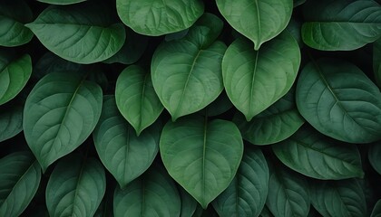 Lush Green Leaf Canopy, A Serene and Natural Botanical Vista
