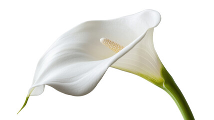 White calla lily blooming on transparent background
