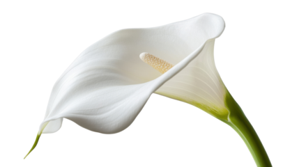 White calla lily blooming on transparent background