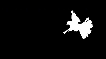 White bird flying slow motion on black background. Black and white for composite and presentation. Alpha matte isolated.