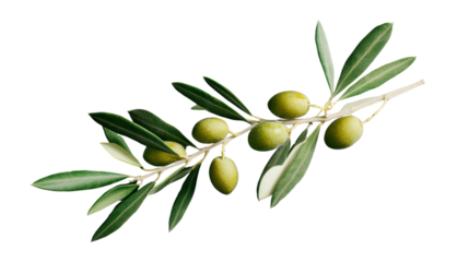 Olive branch with green olives growing on transparent background