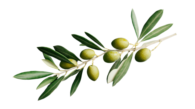 Olive branch with green olives growing on transparent background