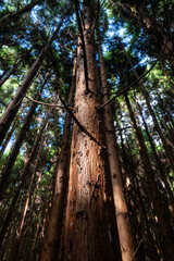 Black Forest - Terceira, Portugal