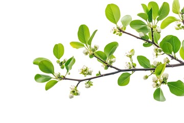 Obraz premium Branch of apple tree with green leaves isolated on white background.
