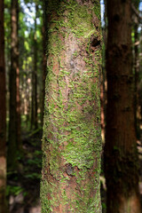 Black Forest - Terceira, Portugal