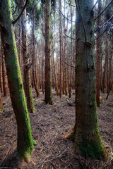 Black Forest - Terceira, Portugal